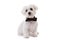 Studio shot of cute maltese dog in bow tie, isolatedÂ 